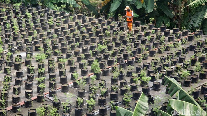 Gedung Mangkrak Dimanfaatkan Jadi Kebun Hidroponik Sebuah gedung makrak yang di berada di Jakarta, dimanfaatkan sebaga kebun Hidroponik. Ini penampakannya.