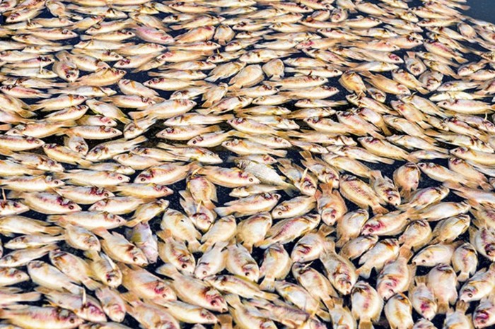 Ikan mati massal