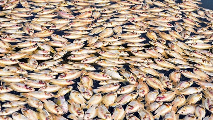 Ikan mati massal
