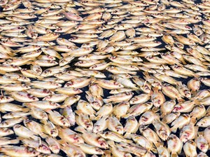 Kematian Massal Ikan di Vietnam Selatan
