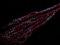 Hewan Bercahaya di Laut Dalam Sudah Ada sejak 540 Juta Tahun Lalu