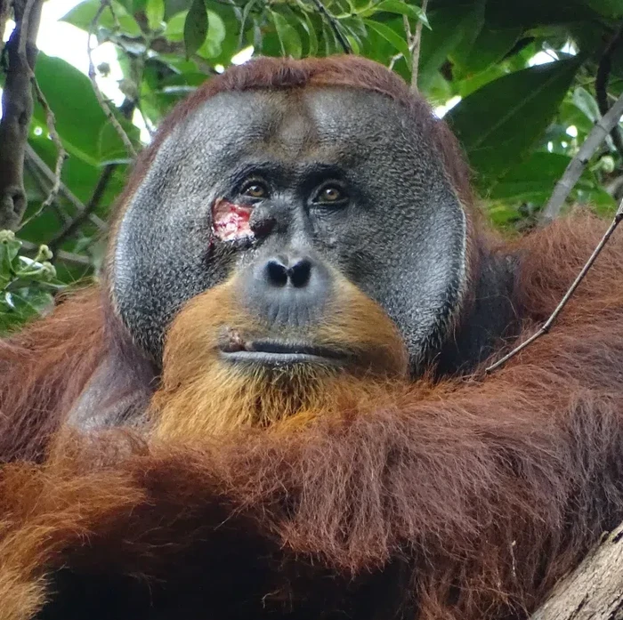 Rakus, orangutan