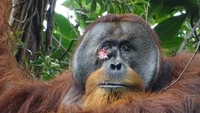 Pintar! Orangutan Mampu Obati Diri Sendiri dangan Tanaman