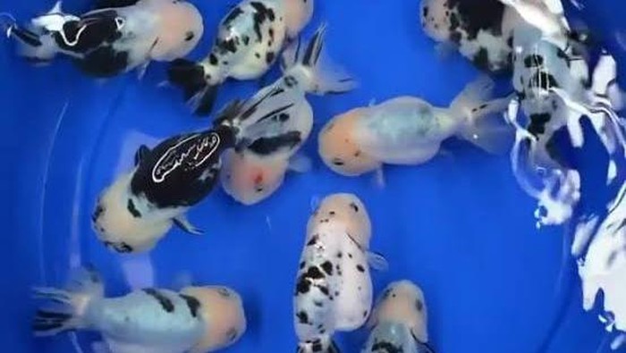 ikan ranchu sapi