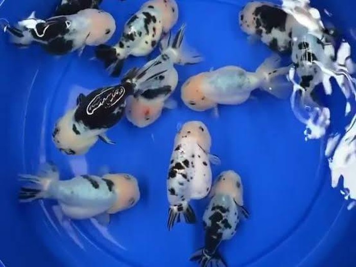 ikan ranchu sapi