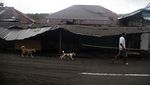 Ribuan Rumah Rusak Terdampak Erupsi Gunung Ruang