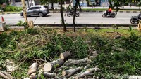 Mengapa ditebang? Sebab, RTH Tubagus Angke gelap saat malam hari. Ketika pohon ditebang, maka area remang-remang tersorot oleh lampu sehingga mencegah kejadian mesum.  