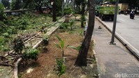 Sampah kondom tidak ditemukan di RTH Tubagus Angke hari ini.  