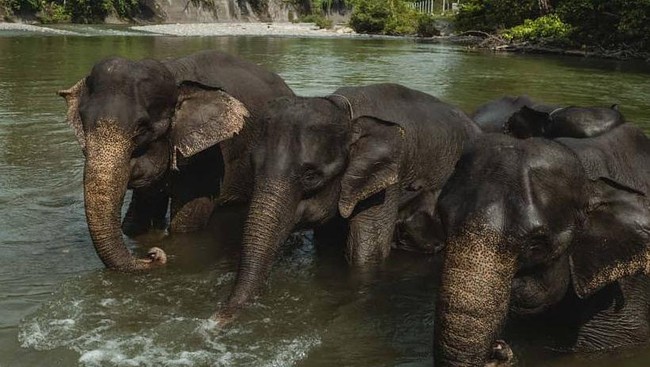 7 Pusat Konservasi Gajah di Indonesia, Kondisinya Ada yang Tak Baik-baik Saja