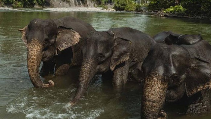 Terrario Tangkahan penginapan Nicholas Saputra