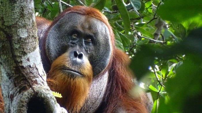 Orang utan Sumatra bernama Rakus yang bisa mengobati lukanya sendiri