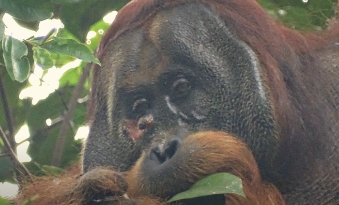 Luka pada flange (bantalan pipi) sebelah kanan orangutan jantan dewasa bernama Rakus (foto diambil dua hari sebelum menempelkan jaring tanaman pada luka)