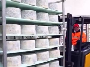 Begini Proses Pembuatan Blue Cheese, Keju Paling Bau di Dunia