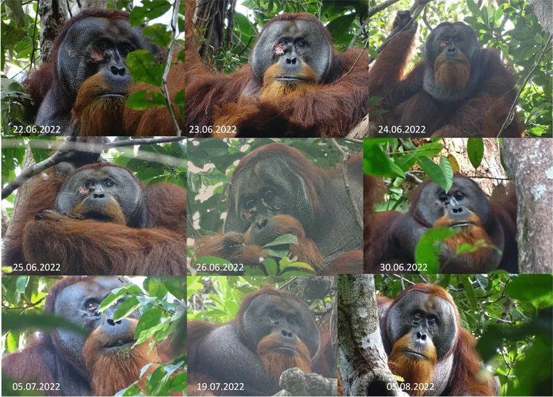 Proses penyembuhan luka orang utan Rakus