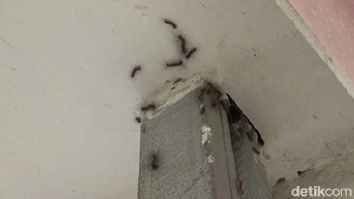 Ulat bulu masuk rumah warga Lumajang.