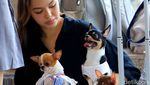 Gemas! Anjing-anjing Lucu Ini Pakai Busana dan Ikut Pesta Ultah