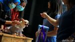 Gemas! Anjing-anjing Lucu Ini Pakai Busana dan Ikut Pesta Ultah