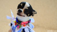Meskipun kecil, Chihuahua memiliki hati yang penuh semangat dan sangat setia kepada pemiliknya. Mereka seringkali menjadi anjing pendamping yang penuh cinta dan ceria, cocok untuk berbagai gaya hidup.
