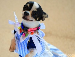 Viral Wanita Beli Baju Anabul Hingga Rp 4 M, Anjingnya Punya Wardrobe Sendiri