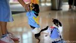 Gemas! Anjing-anjing Lucu Ini Pakai Busana dan Ikut Pesta Ultah