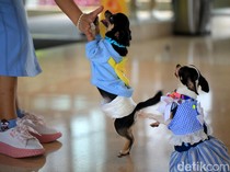Video: Gemas! Puluhan Anjing Chihuahua Mau Ikut Nobar Pakai Jersey Meksiko