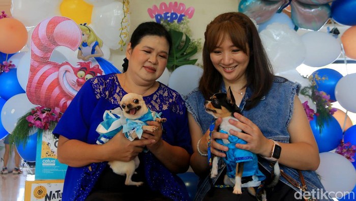 Siapa sangka Anjing cihuahua menjadi salah satu ras anjing paling kuno dan terkenal di dunia. Banyak digemari oleh pecinta anabul. Nggak percaya? Buktinya Ia bisa pakai baju dan ikut pesta ulang tahun loh. Lucu…