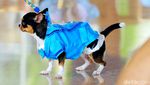 Gemas! Anjing-anjing Lucu Ini Pakai Busana dan Ikut Pesta Ultah