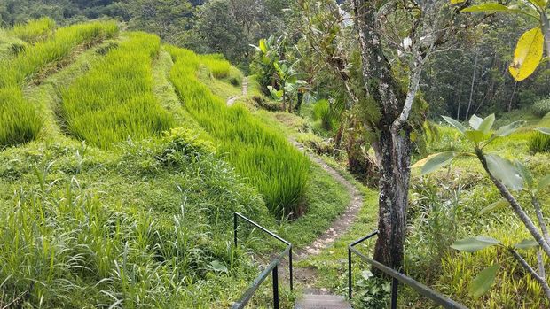 Jalan setapak menuju Air Terjun Yeh Hoo, Jatiluwih, Tabanan, Bali, Sabtu (13/4/2024).