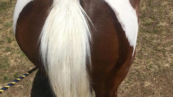 Seekor kuda yang memiliki tanda cat berbentuk burung dan ekornya adalah ekor burung, maka ia dinamakan Merpati. Foto: Brightside