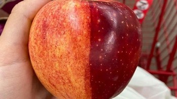 Satu buah apel yang memiliki dua warna berbeda. Foto: Brightside