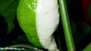 Cabai hijau yang tidak sepenuh warna hijau. Foto: Brightside