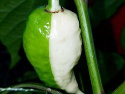 Kumpulan Potret Kambing Hingga Sapi Punya Corak Tubuh yang Langka