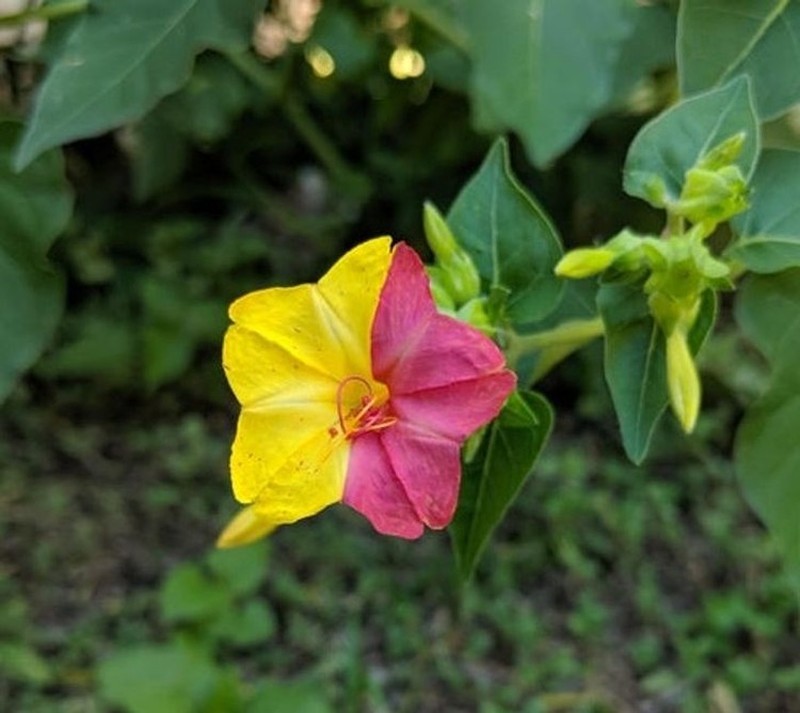 Kumpulan Potret Kambing Hingga Sapi Punya Corak Tubuh yang Langka