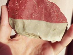 Kumpulan Potret Kambing Hingga Sapi Punya Corak Tubuh yang Langka