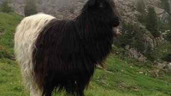 Kambing lagi dengan warna hitam di bagian kepala dan putih di bagian ekornya. Foto: Brightside