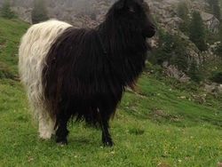 Kumpulan Potret Kambing Hingga Sapi Punya Corak Tubuh yang Langka