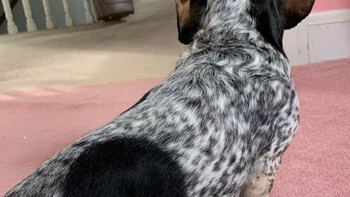 Wow, anjing ini memiliki bentuk lingkaran yang terlihat sempurna. Foto: Brightside