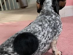 Kumpulan Potret Kambing Hingga Sapi Punya Corak Tubuh yang Langka