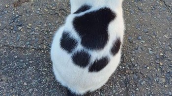 Seolah ada jejak kaki di punggung si kucing. Foto: Brightside