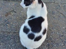 Kumpulan Potret Kambing Hingga Sapi Punya Corak Tubuh yang Langka