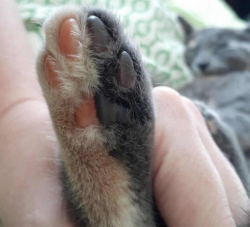 Kumpulan Potret Kambing Hingga Sapi Punya Corak Tubuh yang Langka