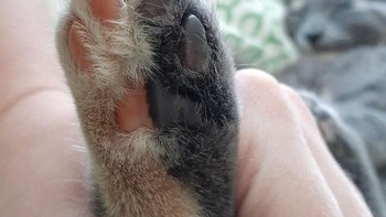 Dua warna kaki kucing yang terbelah. Foto: Brightside