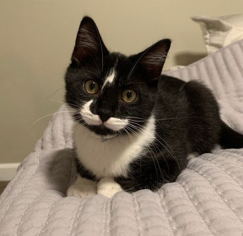 Kumpulan Potret Kambing Hingga Sapi Punya Corak Tubuh yang Langka