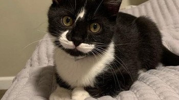 Kucing ini memiliki petir di kepalanya seperti halnya Harry Potter dan juga kumis putihnya berbentuk unik. Foto: Brightside