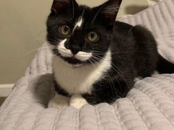 Kumpulan Potret Kambing Hingga Sapi Punya Corak Tubuh yang Langka