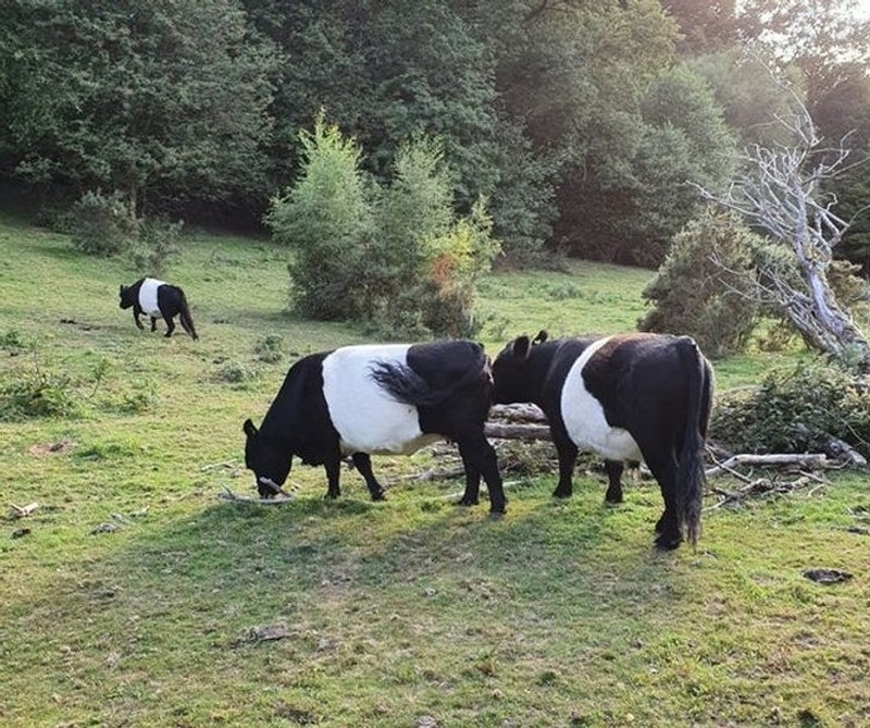 Kumpulan Potret Kambing Hingga Sapi Punya Corak Tubuh yang Langka