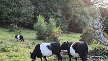 Ketiga sapi di foto ini memiliki garis-garis putih di tengah tubuh mereka. Foto: Brightside