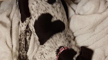 Anjing bernama Ginny ini lahir dengan lambang love yang hampir sempurna di bulunya. Foto: Brightside