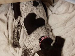 Kumpulan Potret Kambing Hingga Sapi Punya Corak Tubuh yang Langka