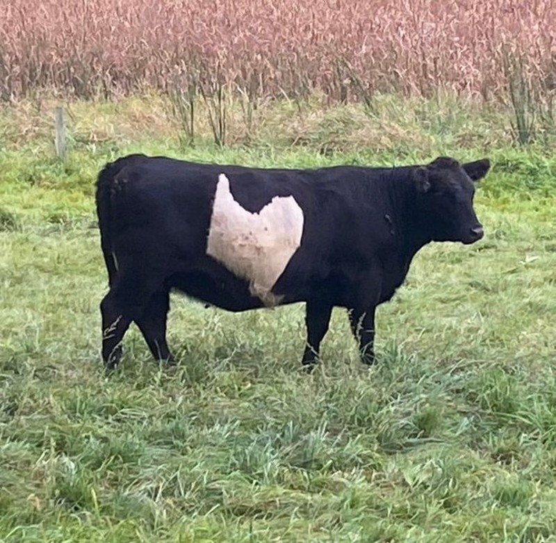 Kumpulan Potret Kambing Hingga Sapi Punya Corak Tubuh yang Langka